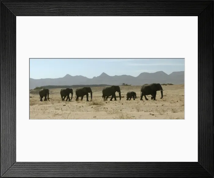 Framed Print : Desert Elephant Huab River. Namibia Framed Print : Desert Elephant Huab River. Namibia