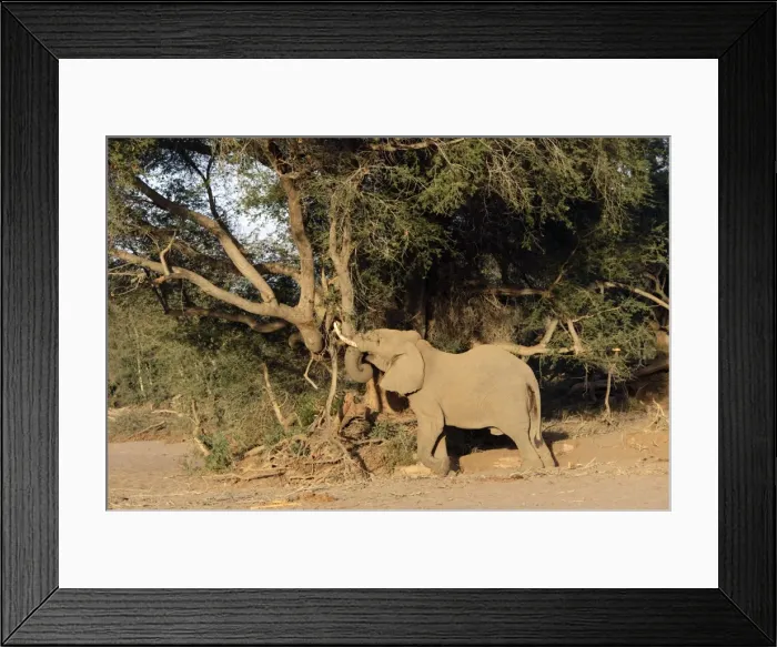 Framed Print : Desert Elephant Huab River. Namibia Framed Print : Desert Elephant Huab River. Namibia