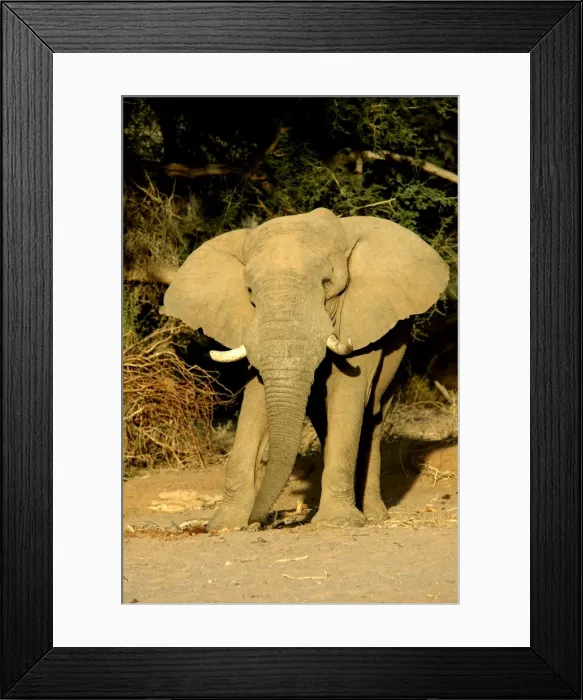 Framed Print : Desert Elephant Huab River. Namibia Framed Print : Desert Elephant Huab River. Namibia