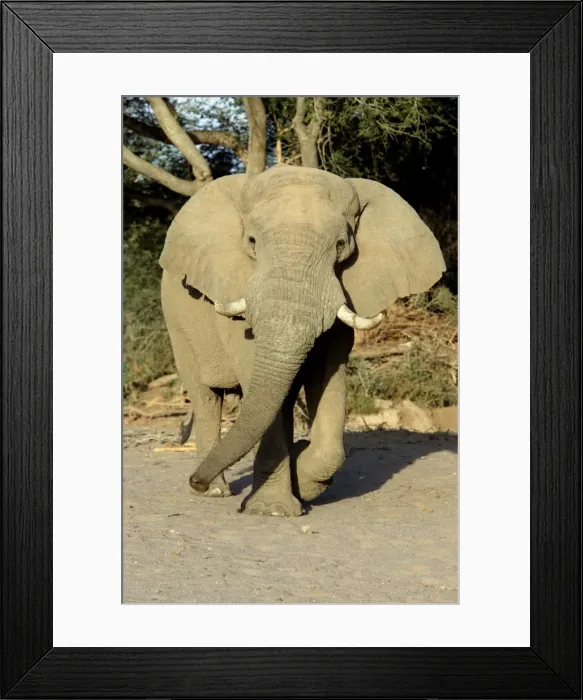Framed Print : Desert Elephant Huab River. Namibia Framed Print : Desert Elephant Huab River. Namibia