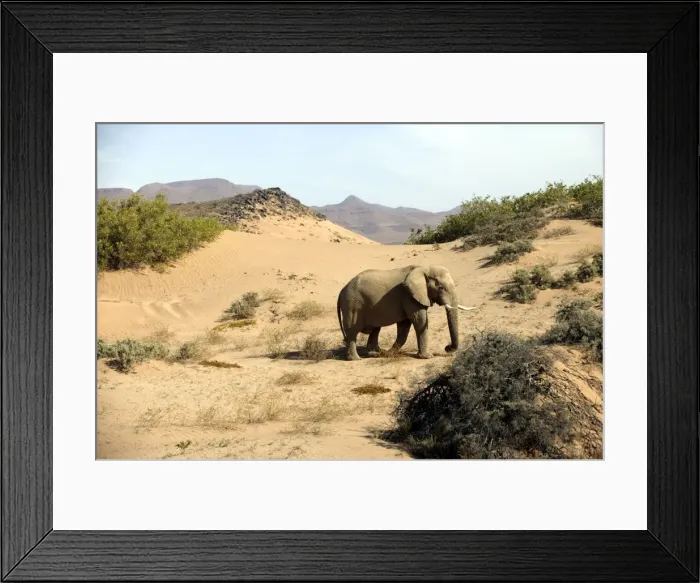 Framed Print : Desert Elephant Huab River. Namibia Framed Print : Desert Elephant Huab River. Namibia
