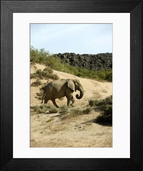 Framed Print : Desert Elephant Huab River. Namibia Framed Print : Desert Elephant Huab River. Namibia