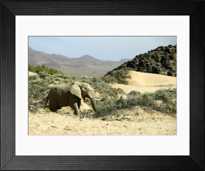 Framed Print : Desert Elephant Huab River. Namibia Framed Print : Desert Elephant Huab River. Namibia