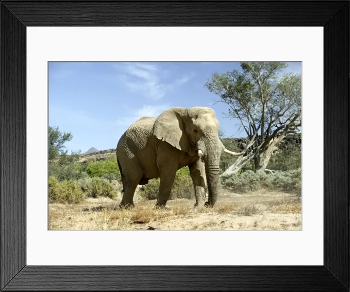 Framed Print : Desert Elephant Huab River. Namibia Framed Print : Desert Elephant Huab River. Namibia