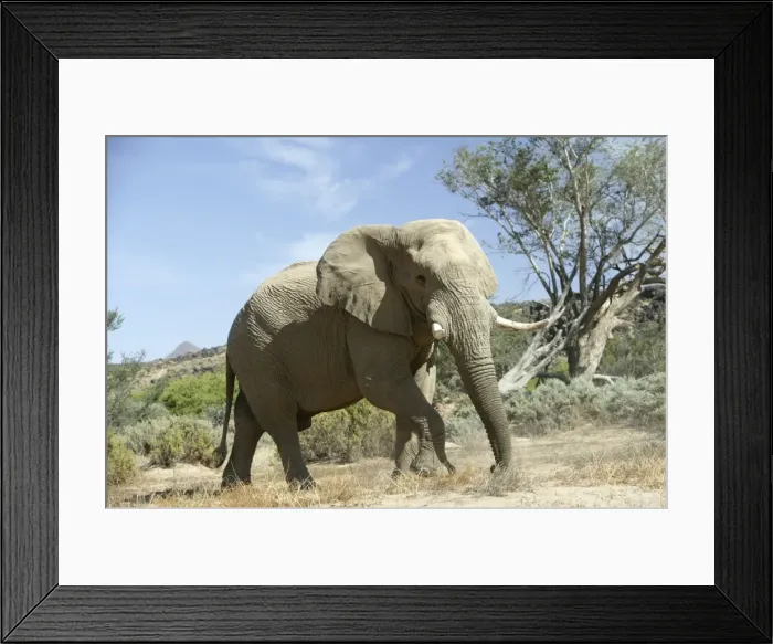 Framed Print : Desert Elephant Huab River. Namibia Framed Print : Desert Elephant Huab River. Namibia