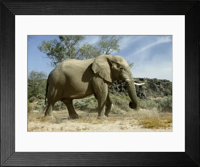 Framed Print : Desert Elephant Huab River. Namibia Framed Print : Desert Elephant Huab River. Namibia