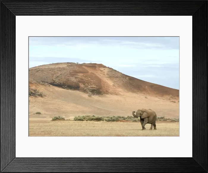 Framed Print : Desert Elephant Huab River. Namibia Framed Print : Desert Elephant Huab River. Namibia