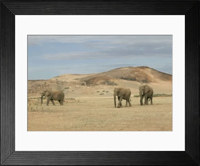 Framed Print : Desert Elephant Huab River. Namibia