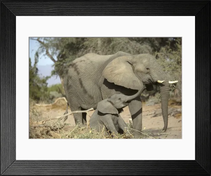Framed Print : Desert Elephant Huab River. Namibia Framed Print : Desert Elephant Huab River. Namibia