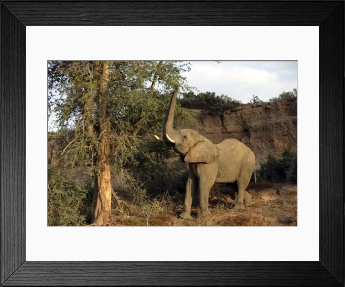 Framed Print : Desert Elephant Huab River. Namibia Framed Print : Desert Elephant Huab River. Namibia