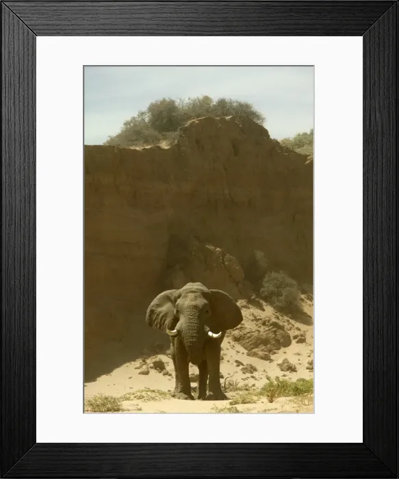 Framed Print : Desert Elephant Huab River. Namibia Framed Print : Desert Elephant Huab River. Namibia