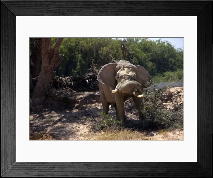 Framed Print : Desert Elephant Huab River. Namibia
