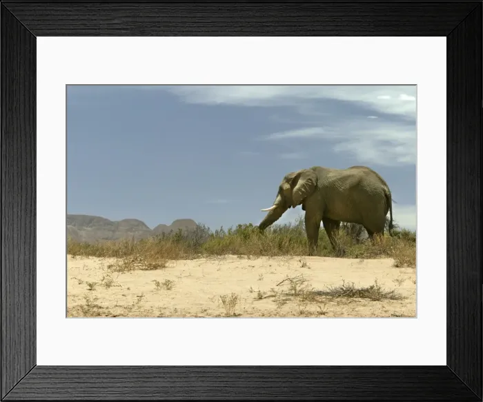 Framed Print : Desert Elephant Huab River. Namibia Framed Print : Desert Elephant Huab River. Namibia