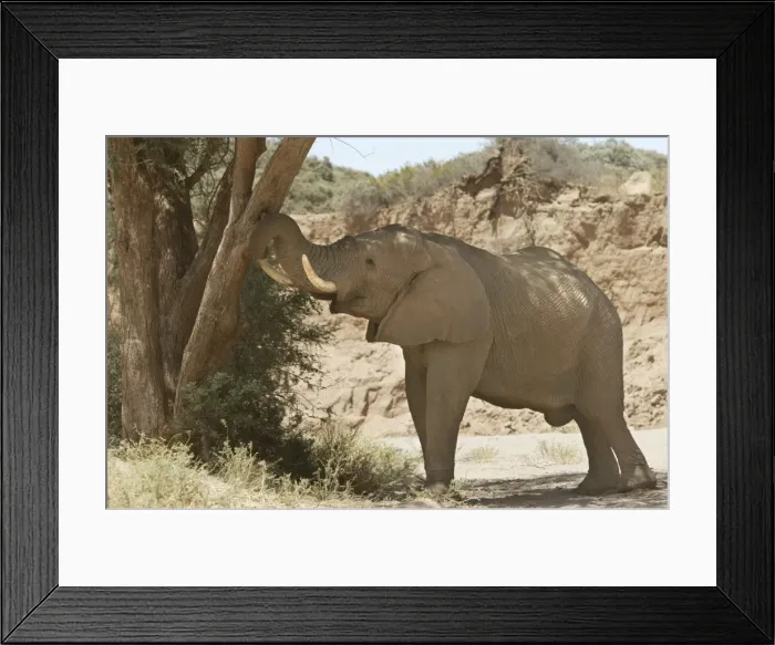Framed Print : Desert Elephant Huab River. Namibia Framed Print : Desert Elephant Huab River. Namibia