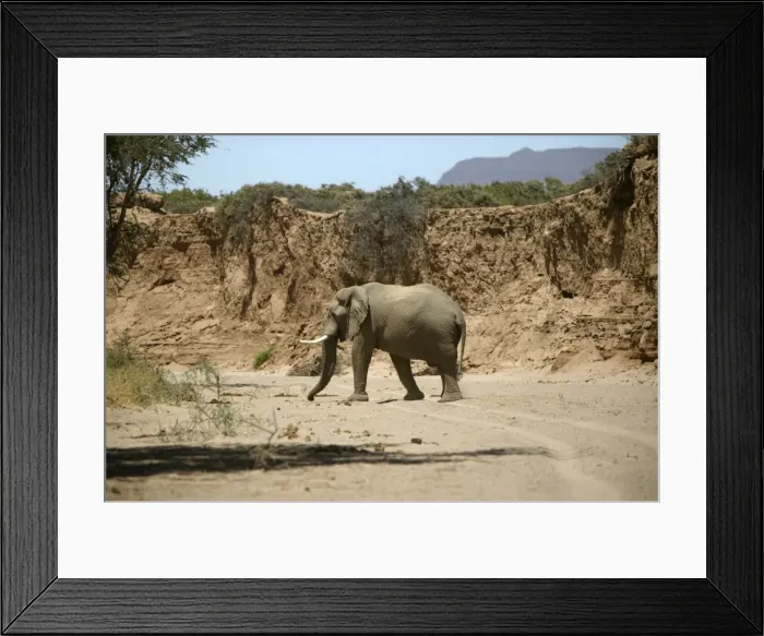 Framed Print : Desert Elephant Huab River. Namibia Framed Print : Desert Elephant Huab River. Namibia