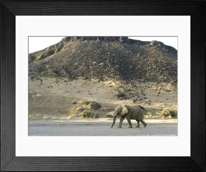 Framed Print : Desert Elephant Huab River. Namibia Framed Print : Desert Elephant Huab River. Namibia