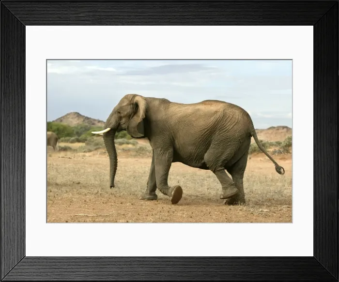 Framed Print : Desert Elephant Huab River. Namibia Framed Print : Desert Elephant Huab River. Namibia