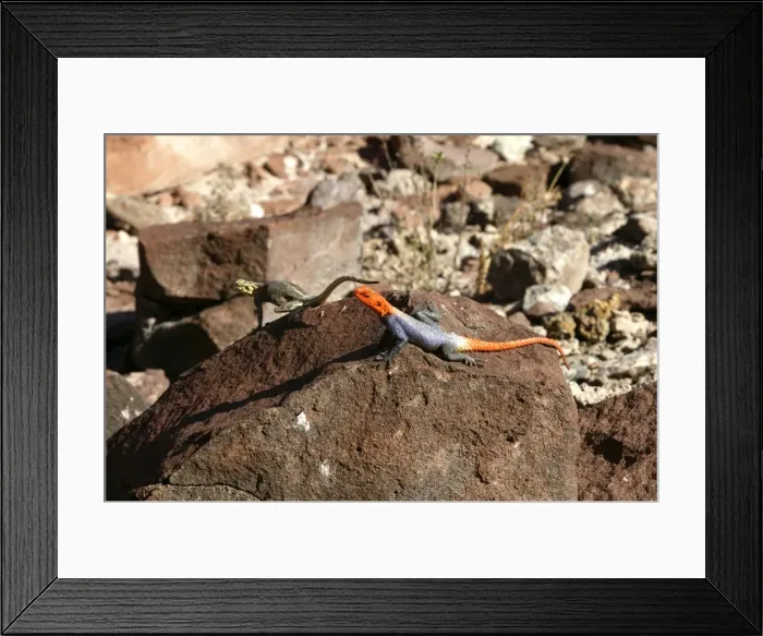 Framed Print : Namibian Rock Agama Lizard Namibia
