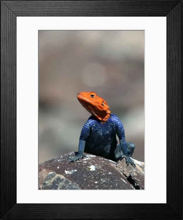 Framed Print : Namibian Rock Agama Namibia Framed Print : Namibian Rock Agama Namibia
