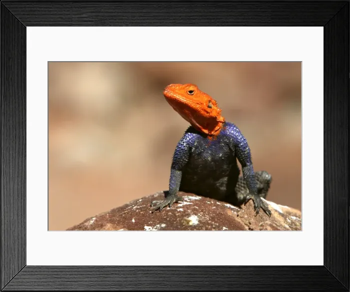 Framed Print : Namibian Rock Agama Lizard Namibia Framed Print : Namibian Rock Agama Lizard Namibia