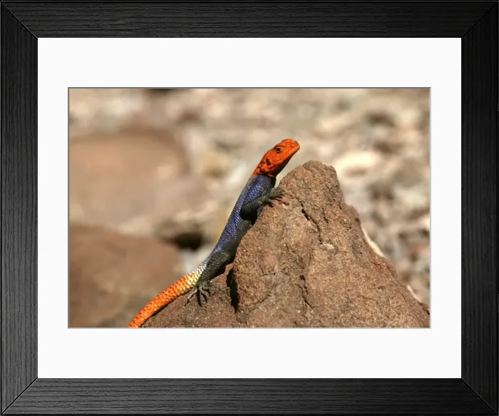 Framed Print : Namibian Rock Agama Lizard Namibia Framed Print : Namibian Rock Agama Lizard Namibia