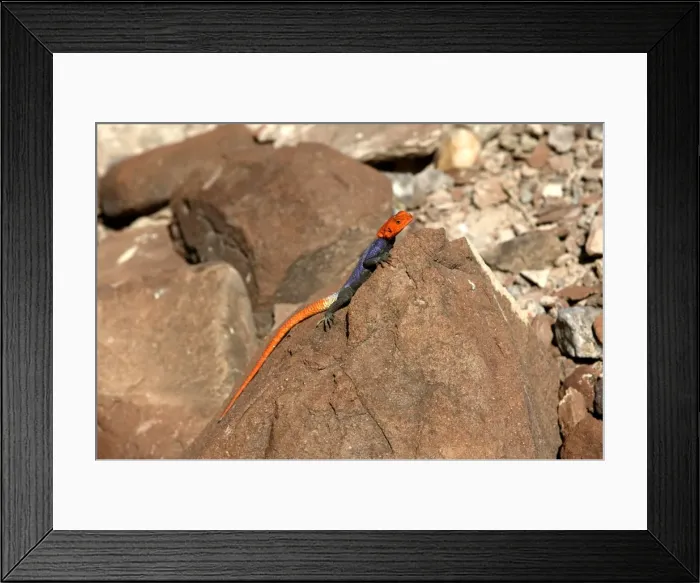 Framed Print : Namibian Rock Agama Lizard Namibia Framed Print : Namibian Rock Agama Lizard Namibia