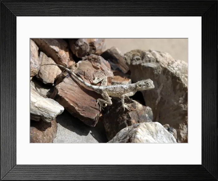 Framed Print : Namibian Rock Agama Lizard Namibia Framed Print : Namibian Rock Agama Lizard Namibia