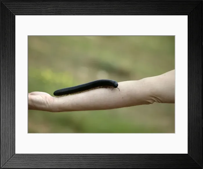 Framed Print : Millipede Namibia Framed Print : Millipede Namibia