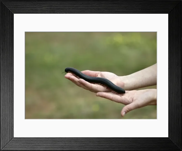 Framed Print : Millipede Namibia Framed Print : Millipede Namibia