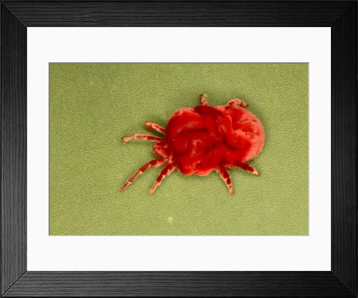 Framed Print : Velvet Mite Framed Print : Velvet Mite