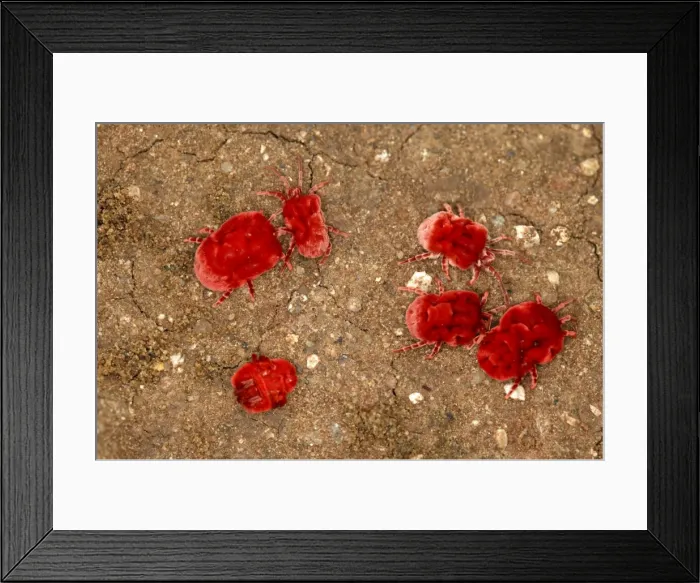 Framed Print : Velvet Mite Framed Print : Velvet Mite