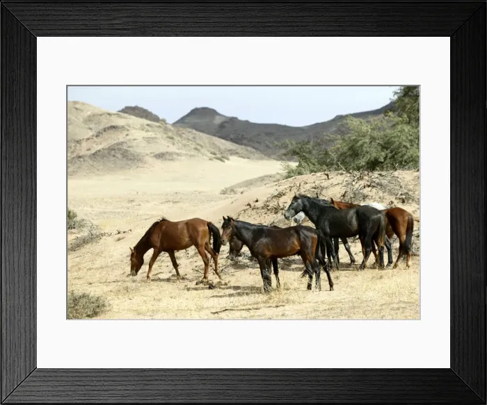 Framed Print : Wild Horse Namibia Framed Print : Wild Horse Namibia