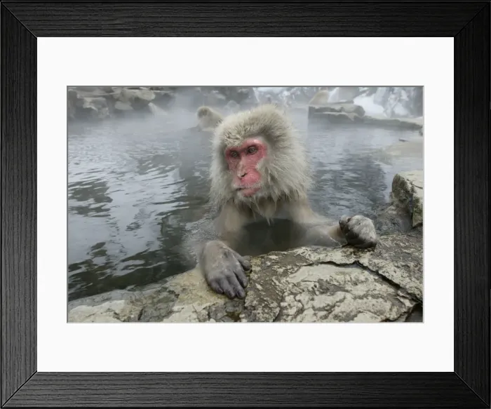 Framed Print : Japanese Macaque Monkeys / Snow Monkeys Relaxing amidst the steam of a hot spring Japan Framed Print : Japanese Macaque Monkeys / Snow Monkeys Relaxing amidst the steam of a hot spring Japan