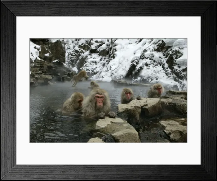 Framed Print : Japanese Macaque Monkeys / Snow Monkeys Jumping in and relaxing amidst the steam of a hot spring Japan Framed Print : Japanese Macaque Monkeys / Snow Monkeys Jumping in and relaxing amidst the steam of a hot spring Japan