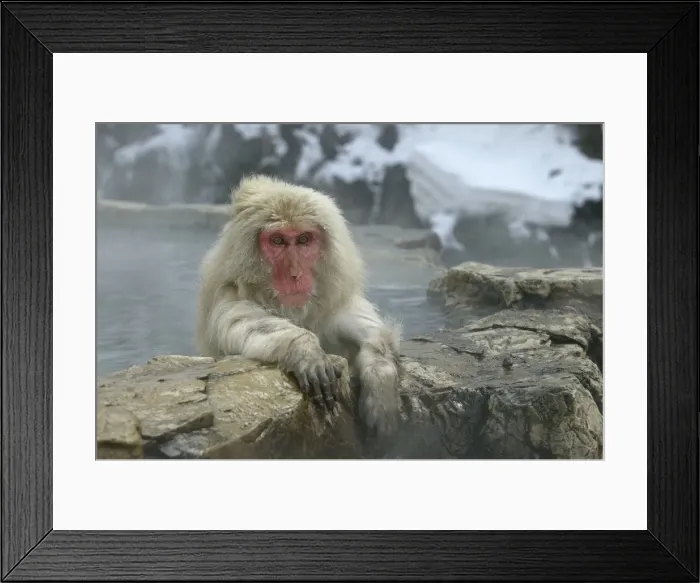 Framed Print : Japanese Macaque Monkey / Snow Monkey Relaxing amidst the steam of a hot spring Japan Framed Print : Japanese Macaque Monkey / Snow Monkey Relaxing amidst the steam of a hot spring Japan