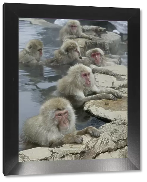 Japanese Macaque Monkeys  /  Snow Monkeys Relaxing amidst the steam of a hot spring Japan