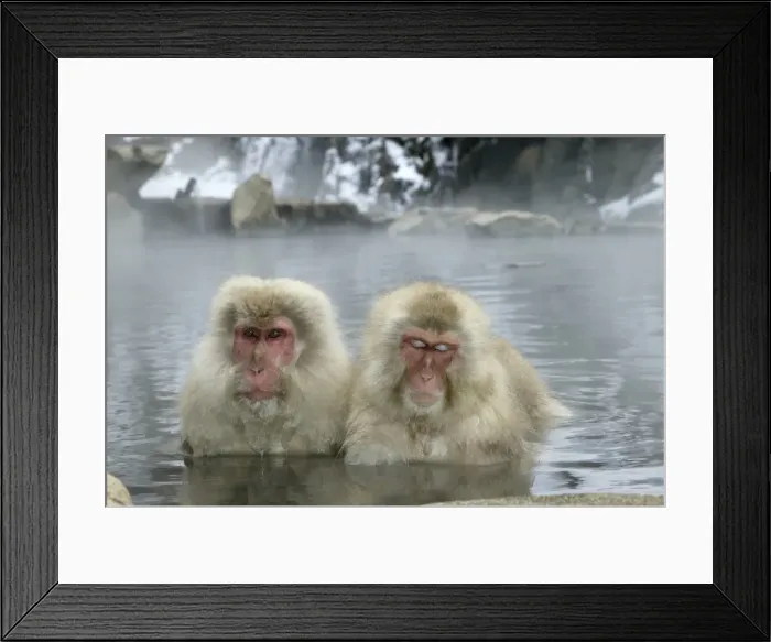 Framed Print : Japanese Macaque Monkeys / Snow Monkeys Relaxing amidst the steam of a hot spring Japan Framed Print : Japanese Macaque Monkeys / Snow Monkeys Relaxing amidst the steam of a hot spring Japan