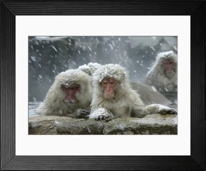 Framed Print : Japanese Macaque Monkeys / Snow Monkeys Relaxing amidst the steam of a hot spring Japan Framed Print : Japanese Macaque Monkeys / Snow Monkeys Relaxing amidst the steam of a hot spring Japan
