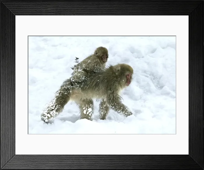 Framed Print : Japanese Macaque Monkeys / Snow Monkeys Young riding on back of adult In snow Japan Framed Print : Japanese Macaque Monkeys / Snow Monkeys Young riding on back of adult In snow Japan