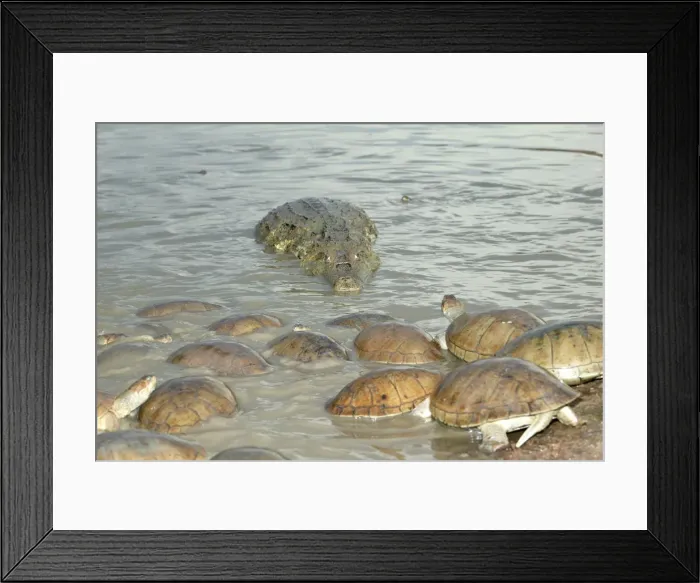 Framed Print : Spectacled Caiman and Sideneck Turtle (Podocnemys vogli). Llanos, Venezuela Framed Print : Spectacled Caiman and Sideneck Turtle (Podocnemys vogli). Llanos, Venezuela