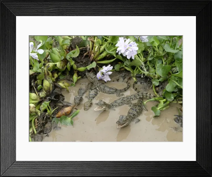 Framed Print : Spectacled caiman - Babies Llanos, Venezuela Framed Print : Spectacled caiman - Babies Llanos, Venezuela