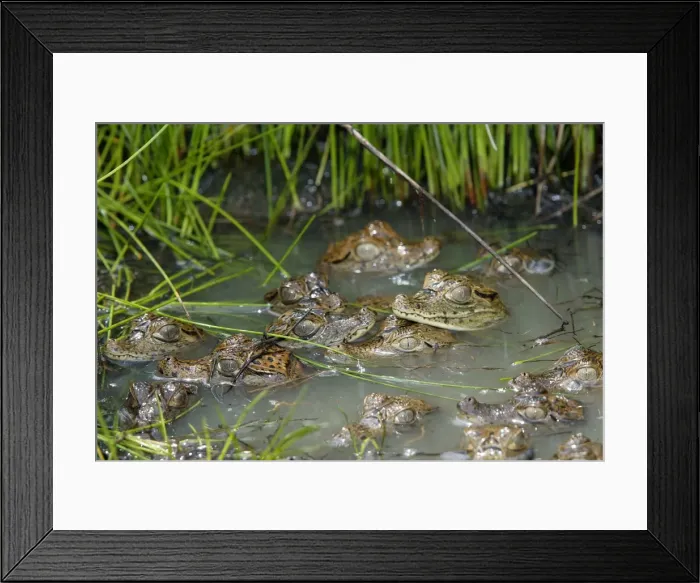 Framed Print : Spectacled Caiman - Babies, heads showing in water Llanos, Venezuela Framed Print : Spectacled Caiman - Babies, heads showing in water Llanos, Venezuela