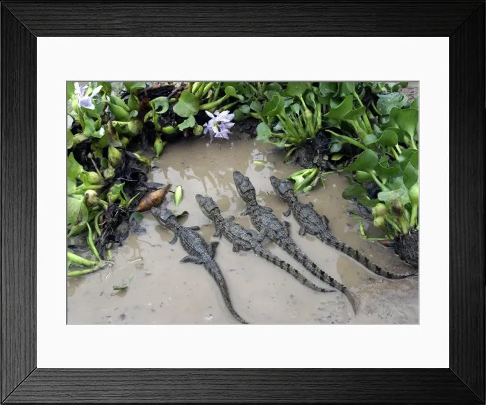 Framed Print : Spectacled caiman - Babies in water Llanos, Venezuela Caiman crocodilus Framed Print : Spectacled caiman - Babies in water Llanos, Venezuela Caiman crocodilus