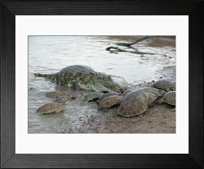 Framed Print : WAT-8358. WAT-8357. Spectacled / common CAIMAN and Sideneck Turtle (Podocnemis vogli) Framed Print : WAT-8358. WAT-8357. Spectacled / common CAIMAN and Sideneck Turtle (Podocnemis vogli)