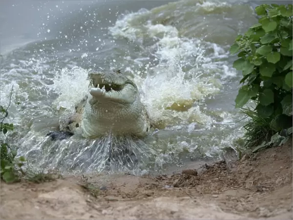 Orinoco Crocodile - Female jumping out of water to protect her nest in river bank Hato El Frio. Venezuela Crocodilus intermedius