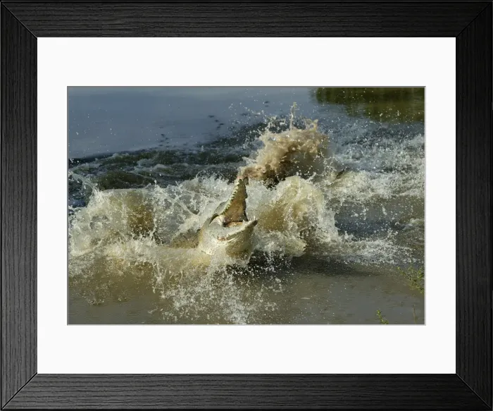Framed Print : Orinoco crocodile - female jumps out of the water to protect nest in the river bank Hato El Frio, Venezuela Framed Print : Orinoco crocodile - female jumps out of the water to protect nest in the river bank Hato El Frio, Venezuela