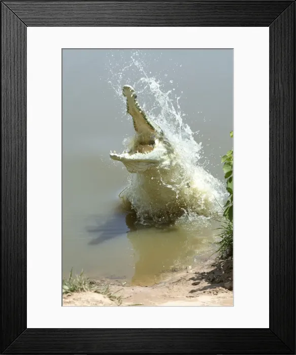 Framed Print : Orinoco crocodile - female jumps out of the water to protect nest in the river bank Hato El Frio, Venezuela Crocodilus intermedius Framed Print : Orinoco crocodile - female jumps out of the water to protect nest in the river bank Hato El Frio, Venezuela Crocodilus intermedius