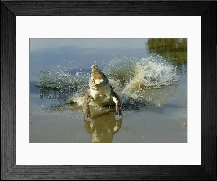 Framed Print : Orinoco Crocodile - female lunging out of water to protect nest in bank Hato El Frio, Venezuela Crocodilus intermedius Framed Print : Orinoco Crocodile - female lunging out of water to protect nest in bank Hato El Frio, Venezuela Crocodilus intermedius