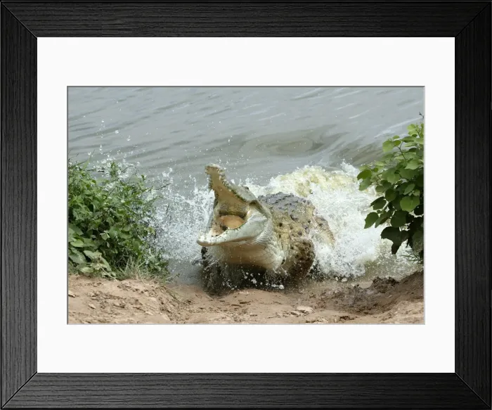 Framed Print : Orinoco Crocodile - female lunging out of water to protect nest in bank Hato El Frio, Venezuela Framed Print : Orinoco Crocodile - female lunging out of water to protect nest in bank Hato El Frio, Venezuela