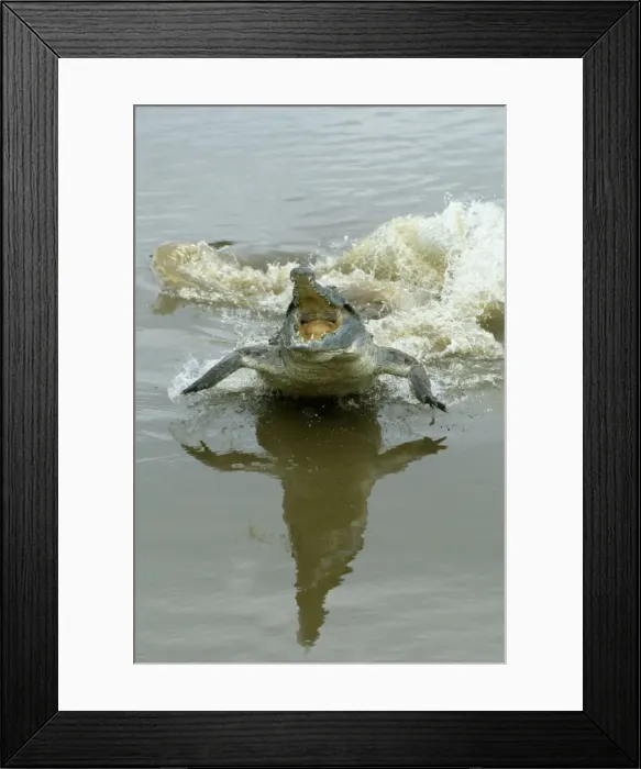 Framed Print : Orinoco Crocodile - female lunging out of water to protect nest in bank Hato El Frio, Venezuela Framed Print : Orinoco Crocodile - female lunging out of water to protect nest in bank Hato El Frio, Venezuela